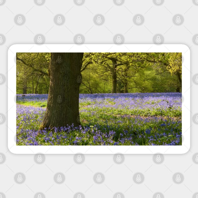 Bluebell Wood, Essex Sticker by Chris Petty